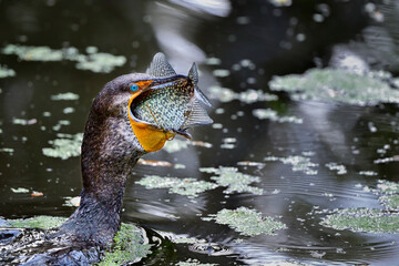 Wall Mural - double-crested cormorant with a lunch