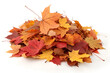 © Big - A pile of fallen leaves in shades of orange, red, and yellow. isolated on a white background .