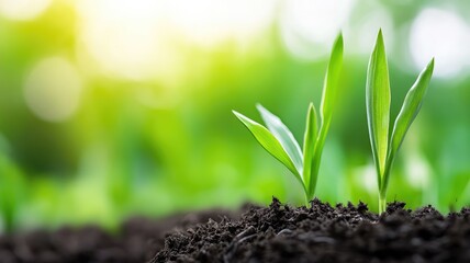 Wall Mural - Green seedlings emerging from fertile soil against blurred natural background