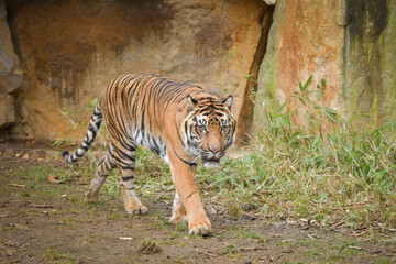 Wall Mural - Asian tiger is going in zoo habitat. He is waiting for animal caretaker.	