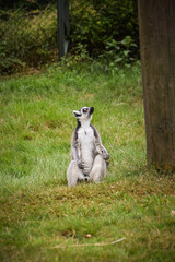 Wall Mural - Lemur Kata is sitting in the grass. they are is their habitat in zoo.