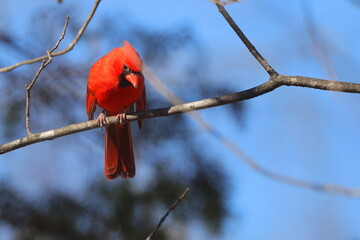 male northern cardinal red bird perched on limb against blue sky.