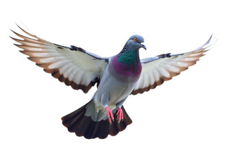 Wall Mural - A vibrant pigeon in flight wings outstretched Ideal for nature documentaries educational materials or design elements