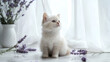 © Sarah - Adorable fluffy kitten surrounded by lavender, sitting on a marble surface near a window.