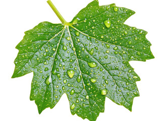 Isolated Leaf with Water Droplets