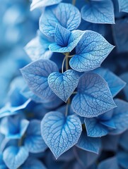 Canvas Print - blue hydrangea flower with leaves