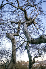 Wall Mural - a tree with a trunk that is bent and twisted