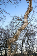 Wall Mural - a tree with a long trunk is standing in a field