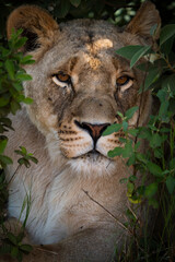 Close-up of a female lioness partially hidden behind thick bush, her wild eyes piercing through the foliage as she observes her surroundings. Taken during an African Safari Game Drive.