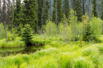 Wall Mural - Ecosystem and wetland - creation of a pond surrounded by plants in a natural park