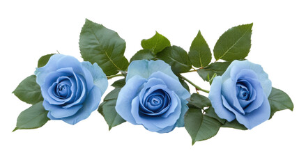 watercolor flower of tropical spring floral blue on transparent background