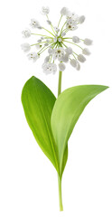 Wall Mural - Wild garlic flowers