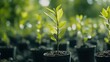 © Vanhxay - Nursery of young trees ready for planting
