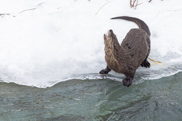 Wall Mural - American river otter (Lontra canadensis) in winter