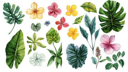 watercolor flower of tropical spring floral colorful on transparent background