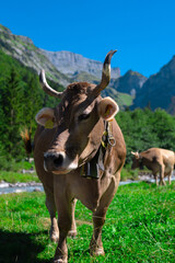 A cow. Cattle in the grass field.