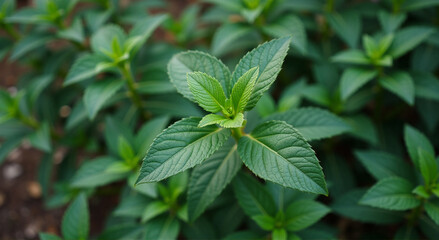 Wall Mural - close up of leaves, leaf, plant, leaves, nature, mint, herb, garden, tree, foliage, spring, peppermint, food, fresh, green, closeup, forest, summer, growth, tea, flower, flora, spice, close-up, natura