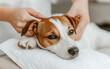 © praewpailyn - dog receiving gentle massage on soft towel, showcasing relaxation and comfort. dog expressive eyes convey sense of calm and trust
