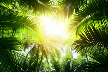 Wall Mural - Tropical Sun Palm Canopy Jungle Lush