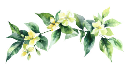 Watercolor flower of tropical spring floral white on transparent background