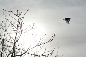 bird in the sky