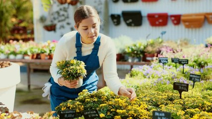 Wall Mural - Young woman gardener caring for decorative yellow erysimum in pot in greenhouse. High quality 4k footage