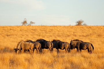 Wall Mural - a small herd of blue wildebeest (connochaetes taurinus) grazing in natural habitat, kalahari desert,