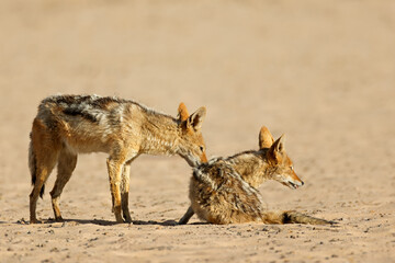 Wall Mural - a pair of black-backed jackals (canis mesomelas) in natural habitat, kalahari desert, south africa.