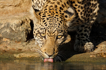 Wall Mural - portrait of a leopard (panthera pardus) drinking water, kalahari desert, south africa.