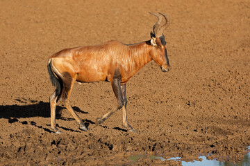 Wall Mural - a red hartebeest (alcelaphus buselaphus) in natural habitat, mokala national park, south africa.