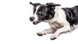 © EmmaStock - A friendly border collie in mid-jump on a white background, caught in a playful action pose