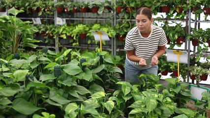 Wall Mural - Young woman choosing pothos in pot at plant store