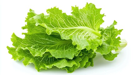 Fresh green lettuce leaves on a white background.