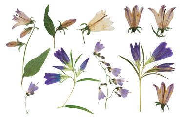 Wall Mural - Pressed and dried flowers campanula, isolated on white background. For use in scrapbooking, floristry or herbarium.