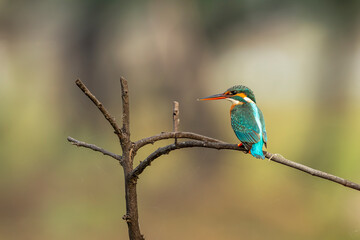 common kingfisher or alcedo atthis is a small colorful bird closeup or portrait perched on branch in