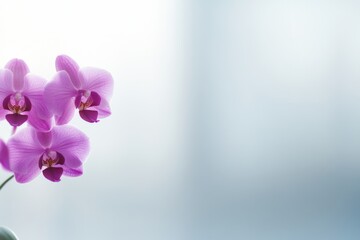 Leinwandbilder - A striking purple orchid showcases its rich color against a soft bokeh background, offering ample space for text placement and design integration