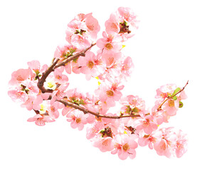 Aufkleber - Branch of Japanese Quince (Chaenomeles japonica) with flowers of pink color. Spring branch of blooming Quince. Isolated on white background