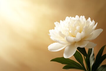 Leinwandbilder - A close-up of a beautiful white peony bouquet is arranged among fresh greenery, showcasing its delicate petals with soft lighting against a plush backdrop