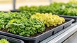 © Thamonchanok - Foods security gardening idea. Fresh green herbs growing in trays, showcasing vibrant colors and healthy growth.