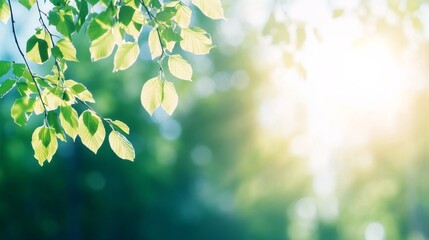 Aufkleber - Close-up of birch leaves changing from green to yellow, illuminated by gentle sunlight, symbolizing the arrival of autumn in a peaceful natural environment