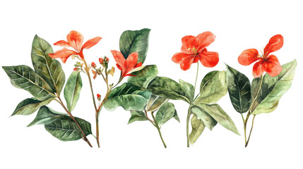 Watercolor flower of tropical spring floral red on transparent background 