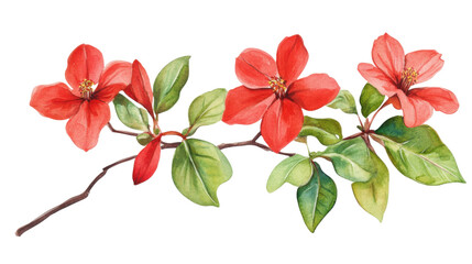 watercolor flower of tropical spring floral red on transparent background