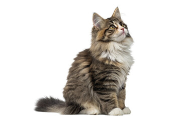 Wall Mural - norwegian forest cat 5 months old isolated on transparent background