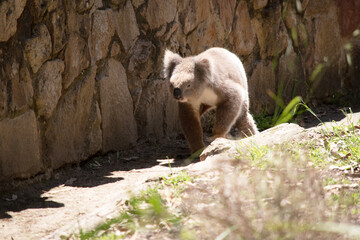 Wall Mural - the Koala has a large round head, big furry ears and big black nose. Their fur is usually grey-brown in color with white fur on the chest, inner arms, ears and bottom.