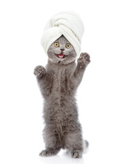 Fototapete - Happy kitten with towel on it head stands on hind legs in front view and looks at camera. isolated on white background