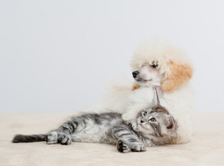 Poster - Friendly Poodle puppy lying with tiny maine coon cat on a bed at home