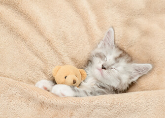 Fototapete - Cozy tiny Maine coon kitten sleeping with favorite toy bear under warm plaid on a bed at home. Top down view