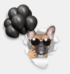 Aufkleber - Cute French bulldog puppy wearing sunglasses holding black balloons and looking through the hole in white paper. Black friday concept