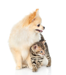 Poster - Young Spitz puppy and tiny Bengal kitten standing and looking away together. Isolated on white background