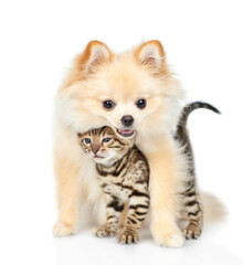 Poster - Young Spitz puppy hugs tiny Bengal kitten. Isolated on white background